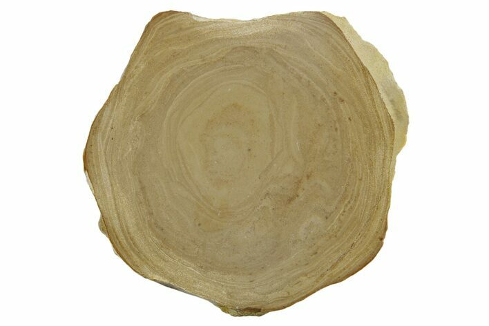 Polished Devonian Domal Stromatolite Slab - Russia #365094